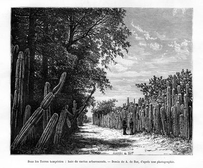 Żywopłot drzewiastych kaktusów, Meksyk, XIX w. autorstwa Alexandre de Bar