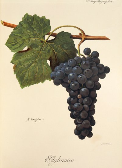 Winogrona Aglianico A. Kreyder autorstwa Alexis Kreyder