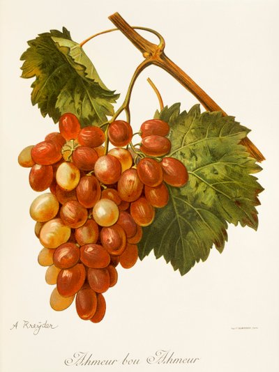 Winogrona Ahmeur Bou Hameur od A. Kreyder autorstwa Alexis Kreyder
