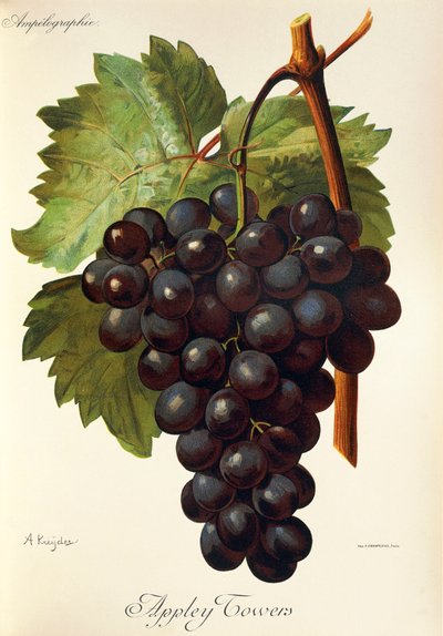 Winogrona Appley Towers. Ilustracja A. Kreyder., Pessione, z Traite General de Viticulture. Ampelografia autorstwa Alexis Kreyder
