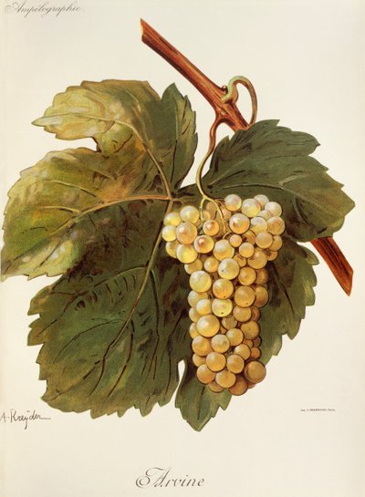 Winogrona Arvine autorstwa A. Kreyder autorstwa Alexis Kreyder