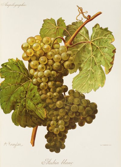 Winogrono Aubin Blanc autorstwa A. Kreyder autorstwa Alexis Kreyder