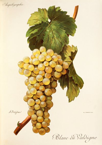 Winogrona Blanc du Valdigne autorstwa A. Kreyder autorstwa Alexis Kreyder