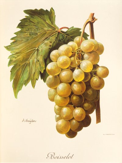 Winogrona Boisselot A. Kreyder autorstwa Alexis Kreyder