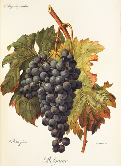 Winogrona Bolgnino A. Kreyder autorstwa Alexis Kreyder
