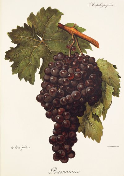 Winogrona Buonamico autorstwa A. Kreyder autorstwa Alexis Kreyder
