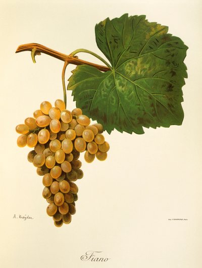 Winogrona Catarratto autorstwa A. Kreyder autorstwa Alexis Kreyder