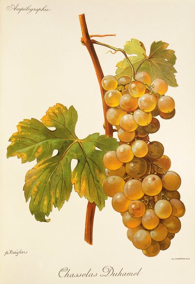 Winogrona Chasselas Duhamel firmy A. Kreyder autorstwa Alexis Kreyder