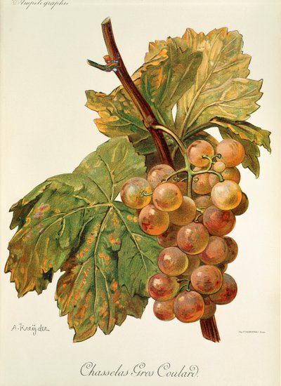 Winogrona Chasselas Gros Coulard od A. Kreyder autorstwa Alexis Kreyder