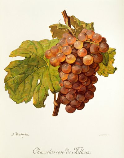 Winogrona Chasselas Rose de Falloux od A. Kreyder autorstwa Alexis Kreyder