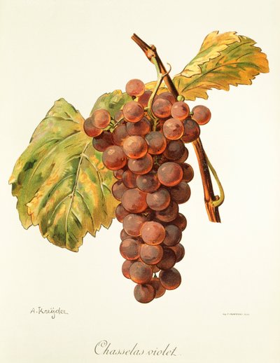 Winogrono Chasselas Violet od A. Kreyder autorstwa Alexis Kreyder