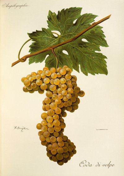 Winogrona Coda di Volpe autorstwa A. Kreyder autorstwa Alexis Kreyder