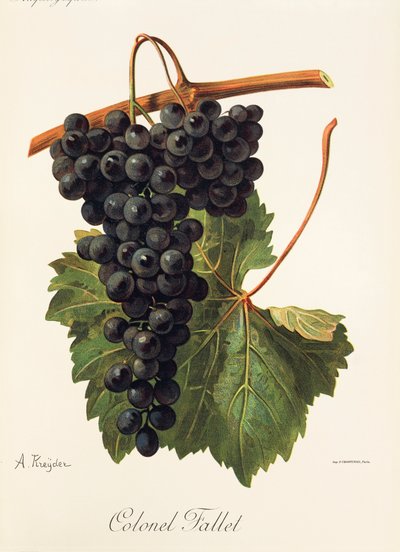 Winogrona Colonel Fallet A. Kreyder autorstwa Alexis Kreyder