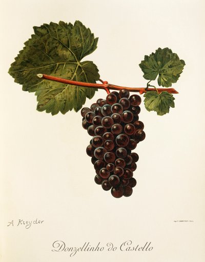 Winogrona Donzellinho do Castello autorstwa A. Kreyder autorstwa Alexis Kreyder