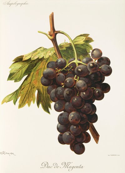 Winogrona Duc de Magenta A. Kreyder autorstwa Alexis Kreyder