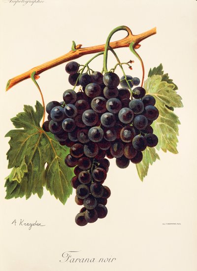 Winogrono Farana Noir A. Kreyder autorstwa Alexis Kreyder