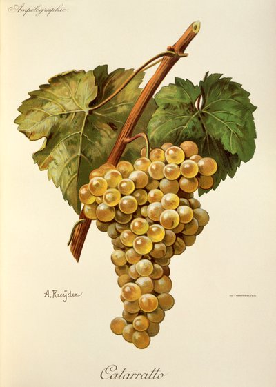 Winogrona Fiano – A. Kreyder autorstwa Alexis Kreyder