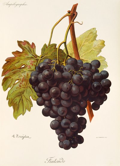 Winogrona Fintendo A. Kreyder autorstwa Alexis Kreyder
