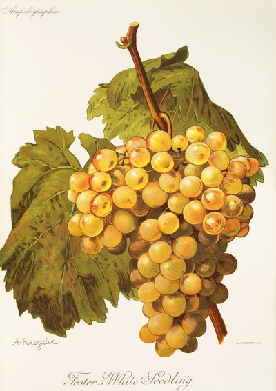 Winogrona Foster
