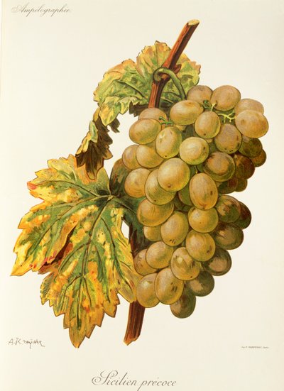Winogrona Frankenthal A. Kreyder autorstwa Alexis Kreyder