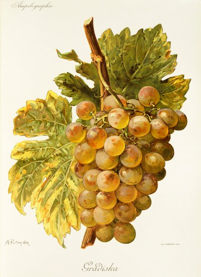 Winogrona Gradiska – A. Kreyder autorstwa Alexis Kreyder
