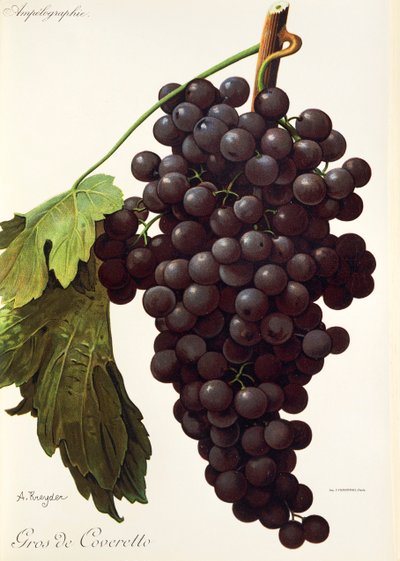 Gros de Coveretto winogron A. Kreyder autorstwa Alexis Kreyder