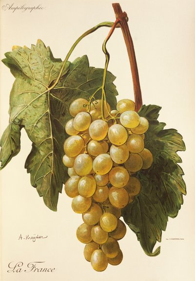 Winogrona La France autorstwa A. Kreyder autorstwa Alexis Kreyder