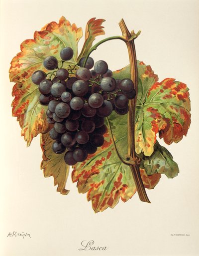 Winogrona Lasca autorstwa A. Kreyder autorstwa Alexis Kreyder