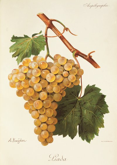 Winogrona Liada A. Kreyder autorstwa Alexis Kreyder