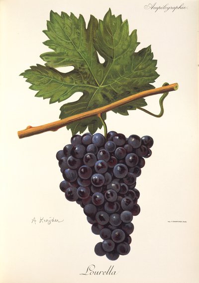Winogrona Lourella autorstwa A. Kreyder autorstwa Alexis Kreyder