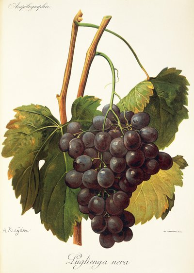 Winogrona Luglienga Nera firmy A Kreyder autorstwa Alexis Kreyder