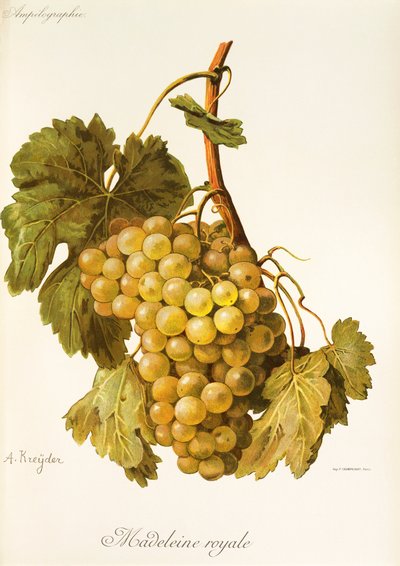 Winogrona Madeleine Royale autorstwa A. Kreyder autorstwa Alexis Kreyder