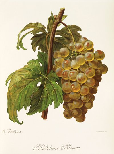 Winogrona Madeleine Salomon autorstwa A. Kreyder autorstwa Alexis Kreyder