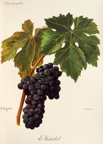 Winogrona Maiolet A. Kreyder autorstwa Alexis Kreyder
