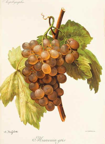 Winogrono Maroccan Grey A. Kreyder autorstwa Alexis Kreyder