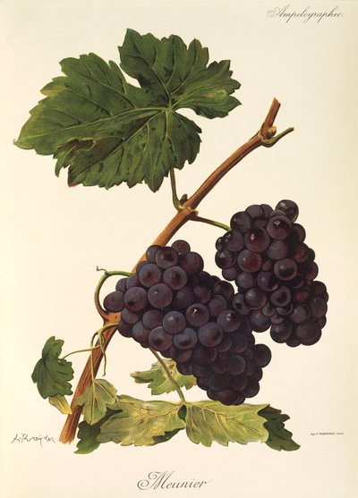 Winogrono Meunier autorstwa A. Kreyder autorstwa Alexis Kreyder