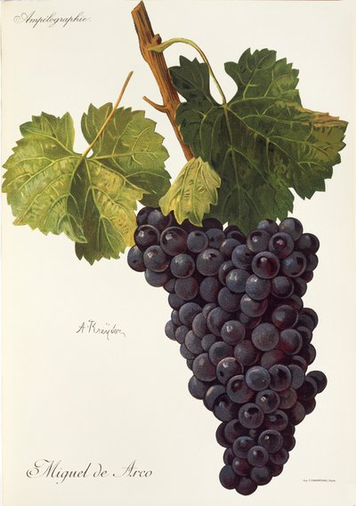 Winogrono Michael of Arc A. Kreyder autorstwa Alexis Kreyder