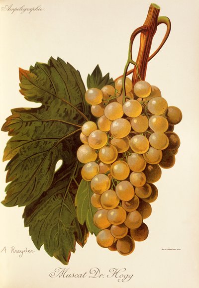 Winogrona Muscat Dr. Hogg autorstwa A. Kreyder autorstwa Alexis Kreyder