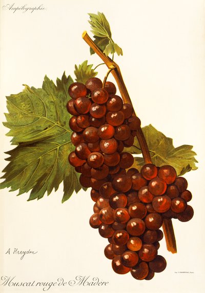 Winogrona Muscat Rouge de Madere autorstwa A. Kreyder autorstwa Alexis Kreyder