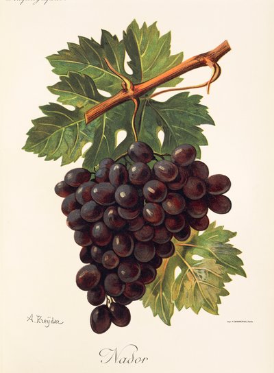 Winogrona Nador A. Kreyder autorstwa Alexis Kreyder