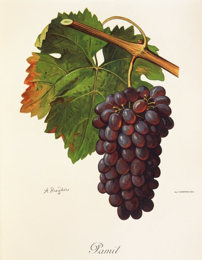 Winogrono pamitowe A. Kreyder autorstwa Alexis Kreyder