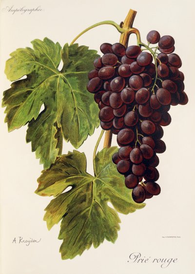 Winogrona Prie