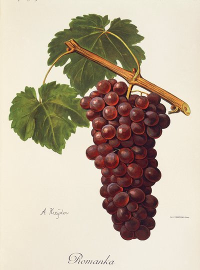 Winogrona Romanka A. Kreyder autorstwa Alexis Kreyder