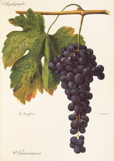 Winogrono Sciascinoso autorstwa A. Kreyder autorstwa Alexis Kreyder