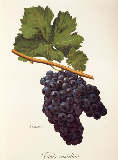 Atrament winogronowy Castellao autorstwa A. Kreyder autorstwa Alexis Kreyder