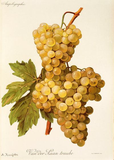 Winogrona Van der Laan Traube A. Kreyder autorstwa Alexis Kreyder
