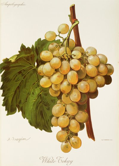 Winogrono tokaj biały A. Kreyder autorstwa Alexis Kreyder