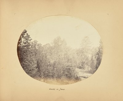 Lasy w czerwcu autorstwa Alfred Booth