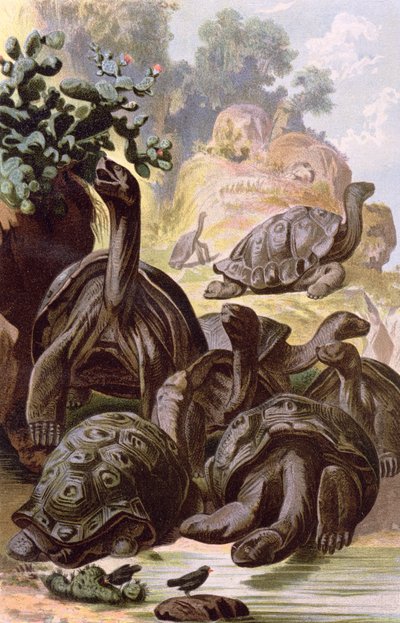 Gigantyczne żółwie z Wysp Galapagos, z podręcznika historii naturalnej, 1887 autorstwa Alfred Brehm