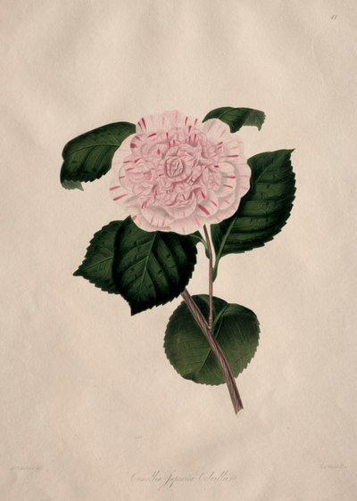 Ilustracje i opisy... naturalnego rzędu Camellieae: nr 41 autorstwa Alfred Chandler